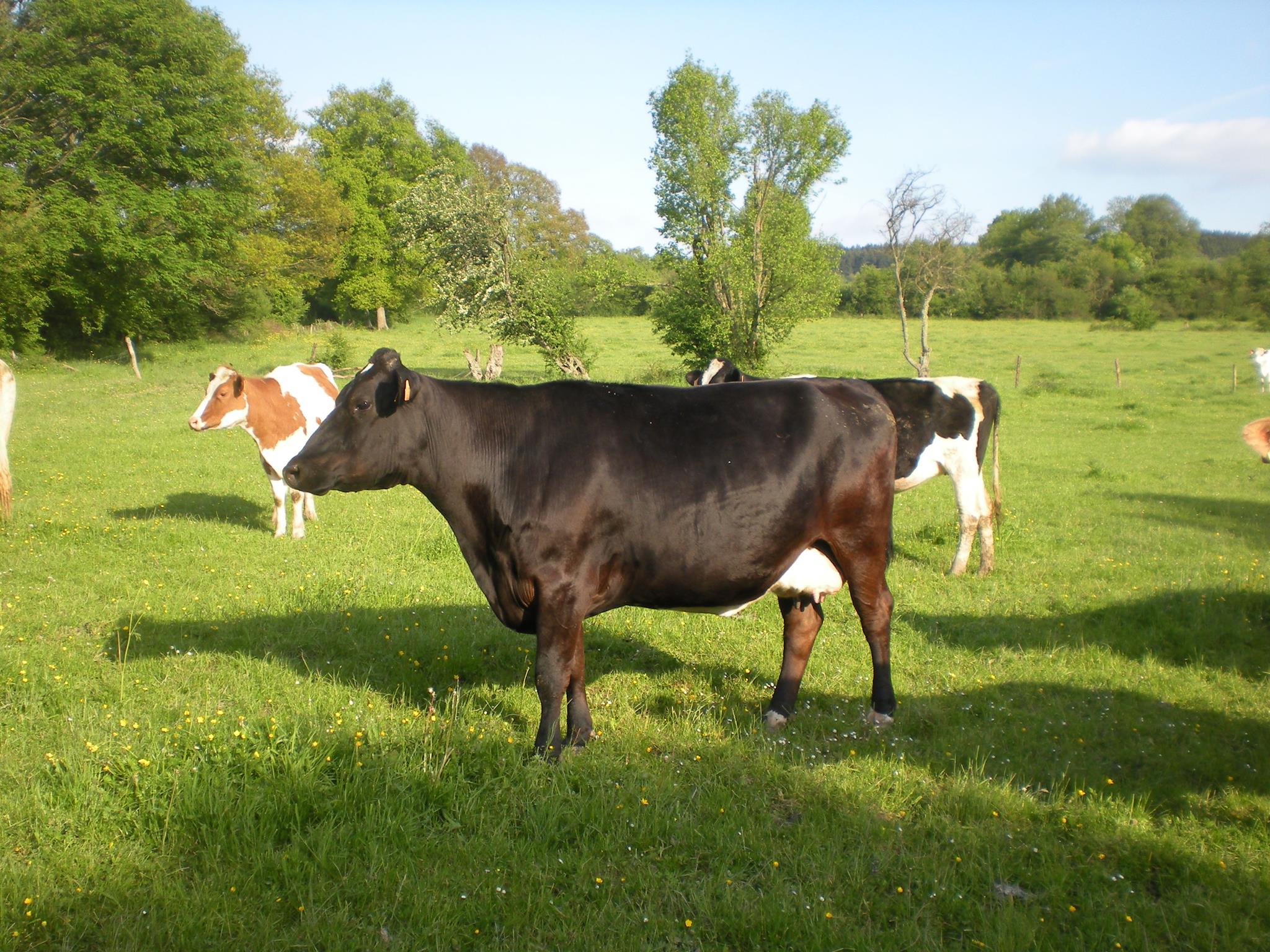 La ferme des trois pommiers... - La ferme des trois pommiers