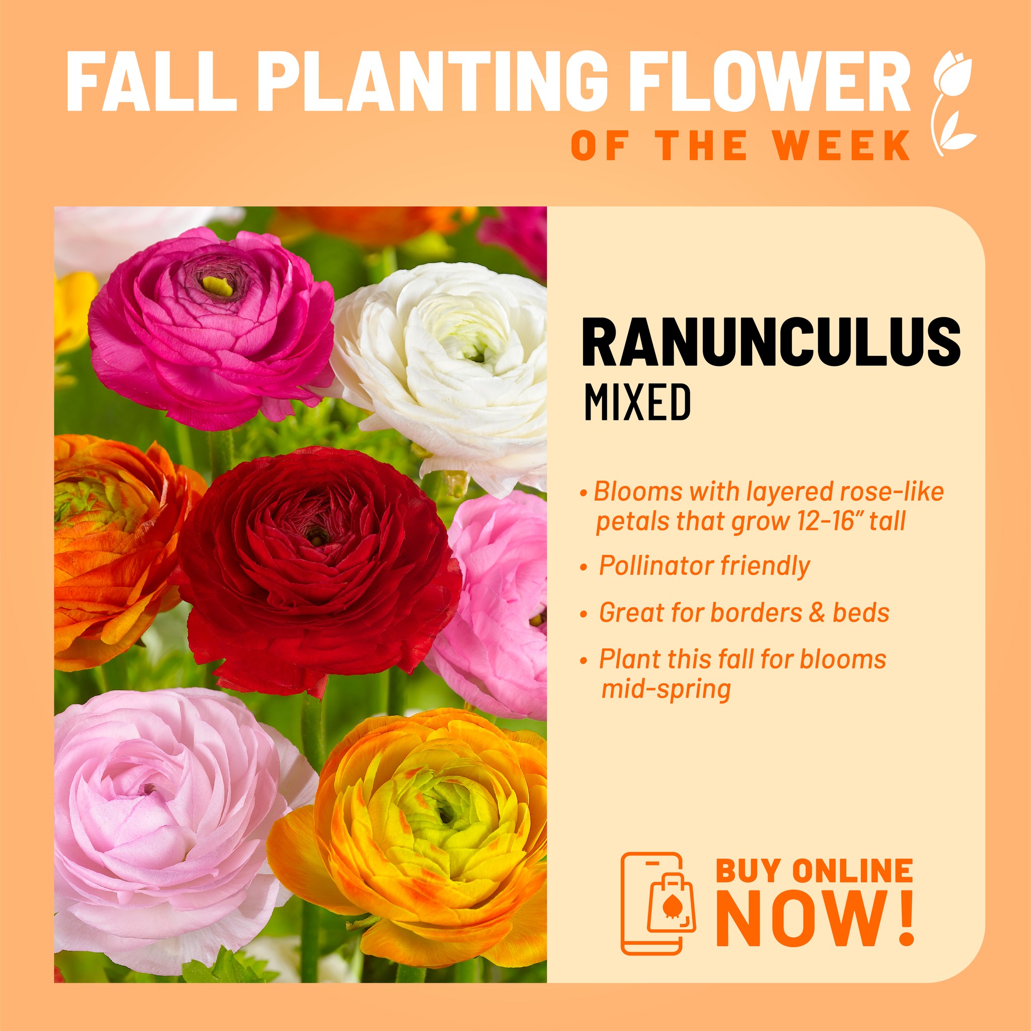 Garden - 🍂This weeks fall-planting flower of the week: Ranunculus!🍂 You ...
