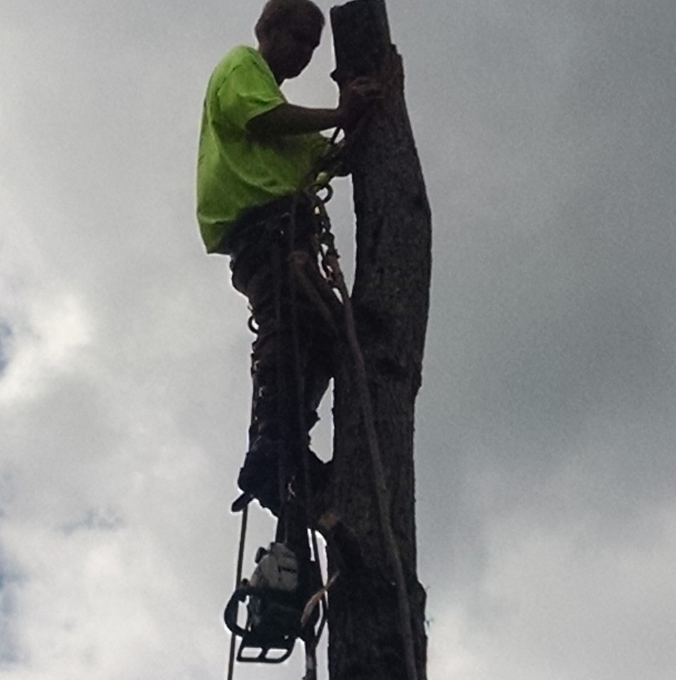 A cut above tree... - A cut above tree service Brunswick nc | Facebook