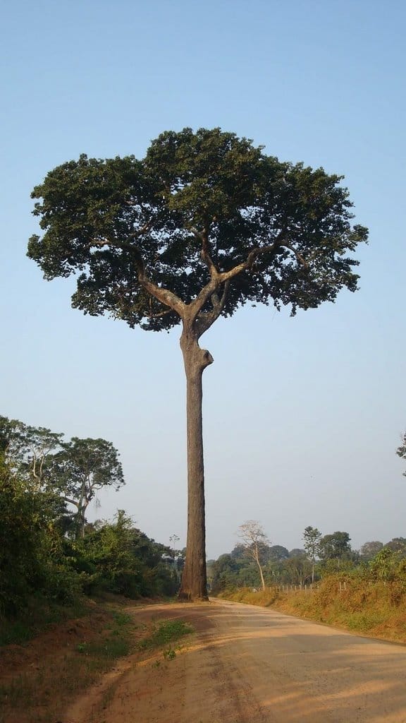 Castaña Amazónica de Madre de Dios | Puerto Maldonado