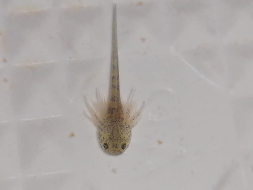 Axolotls Home Facebook