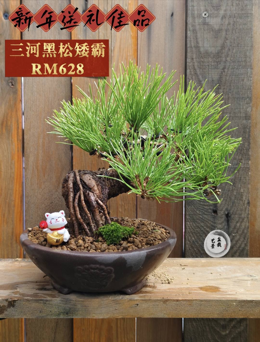 𝐒𝐎𝐋𝐃) 🪭新年系列🪭 🌳三河黑松矮霸San He Pinus 🌳 Rm628 黑松树