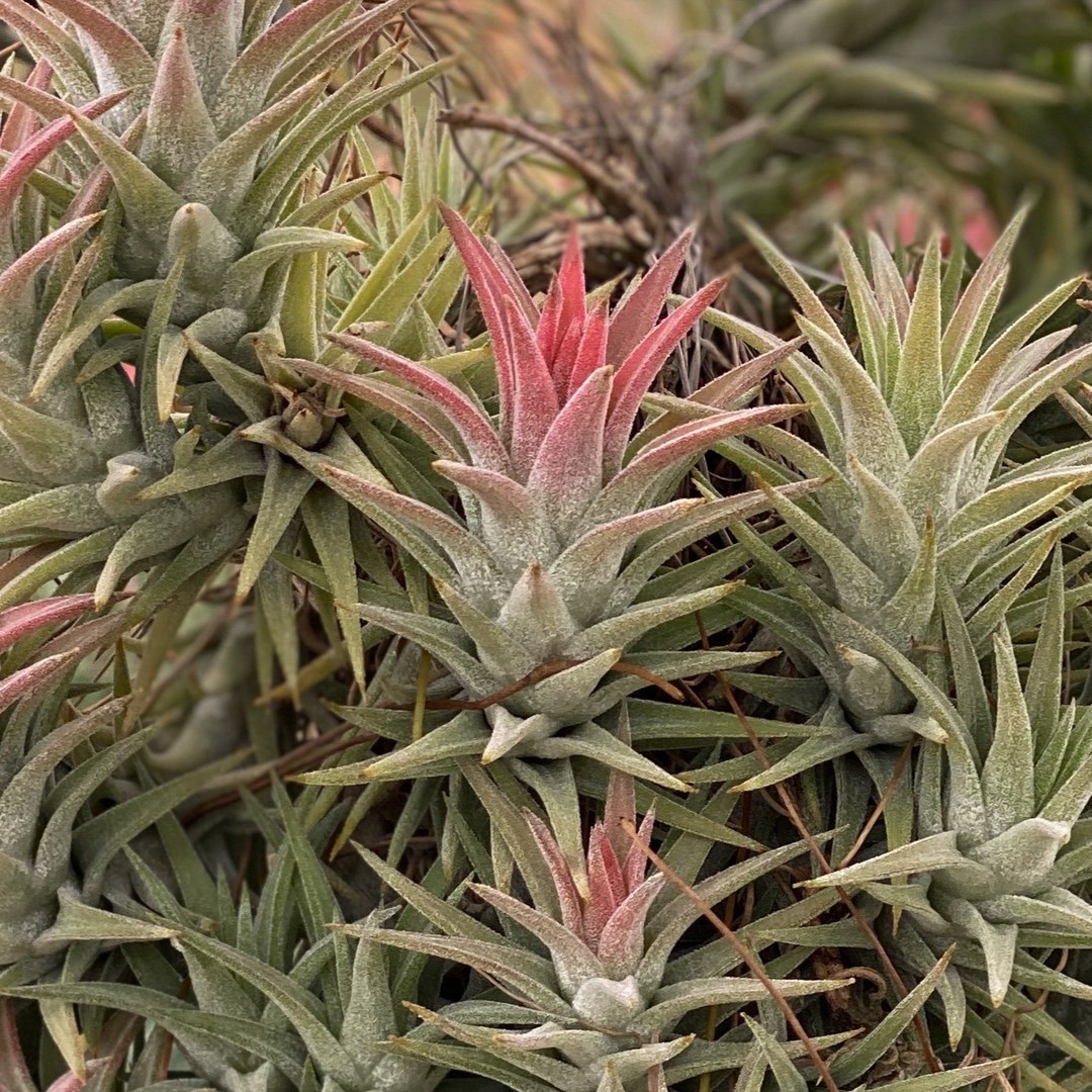 Tillandsia ionantha var vanhyningii