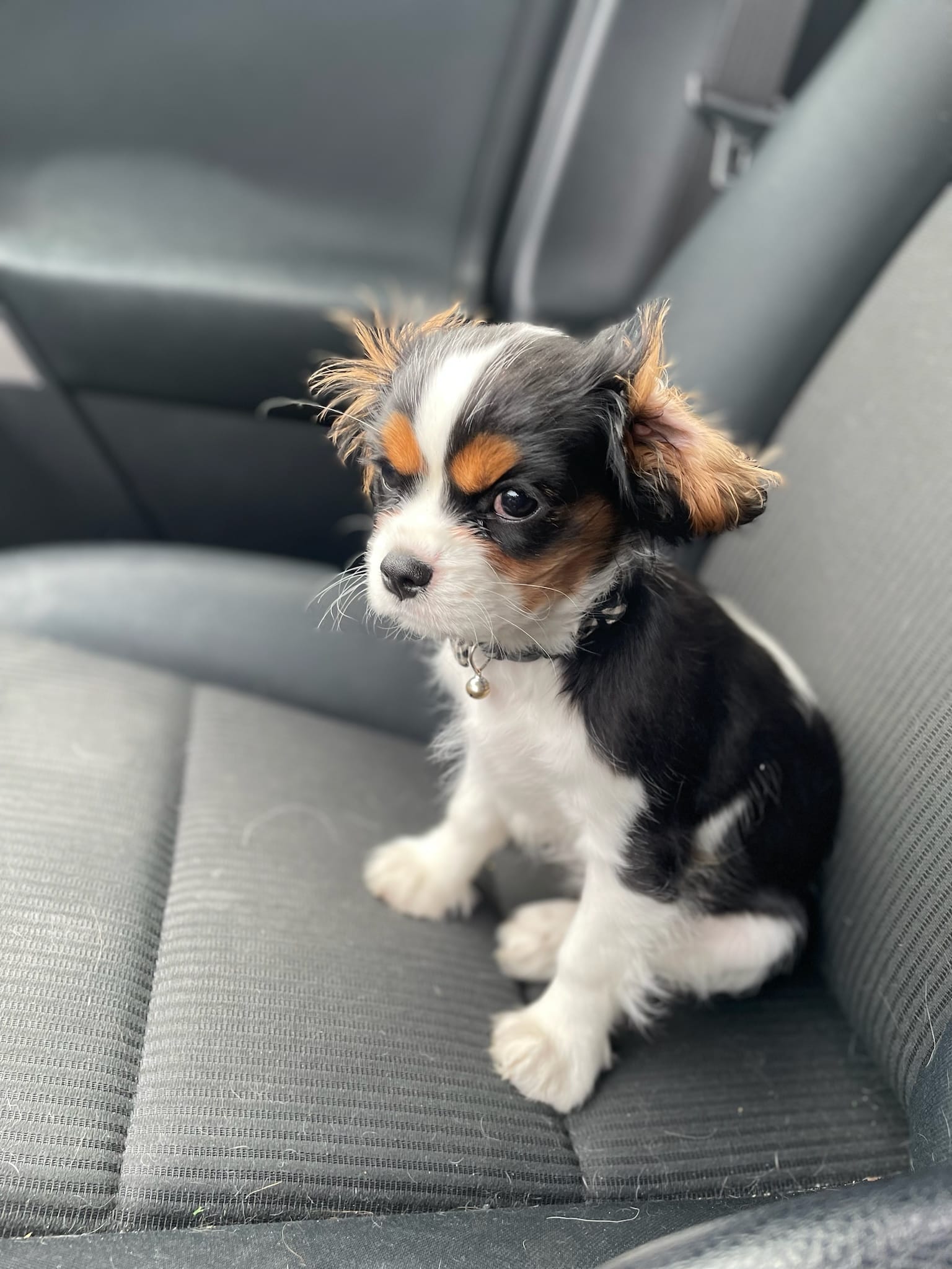 Colorado Springs True Love Cavalier King Charles Spaniel Puppies ...