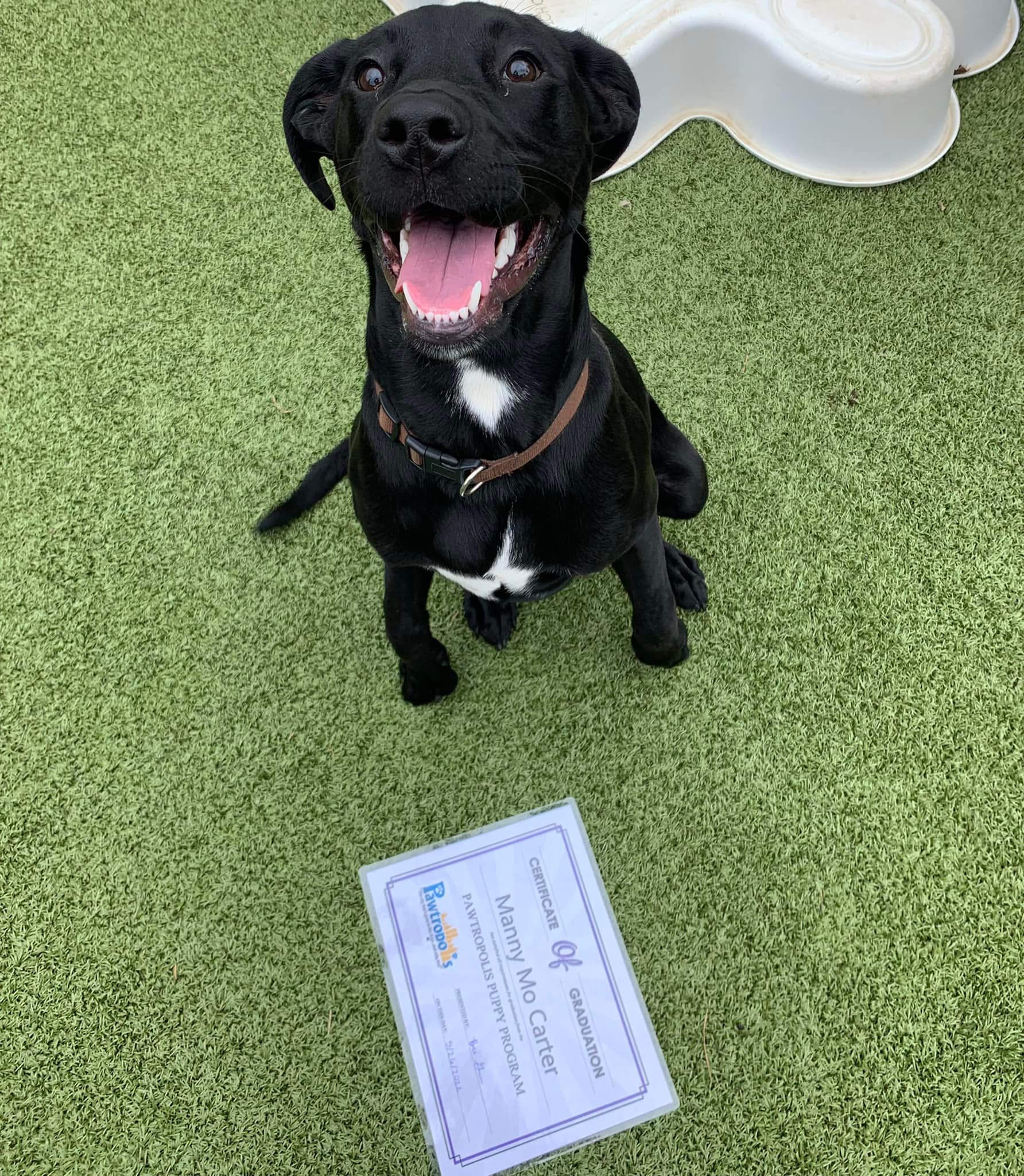 Congratulations to our... - Pawtropolis & Helping Paws Rescue