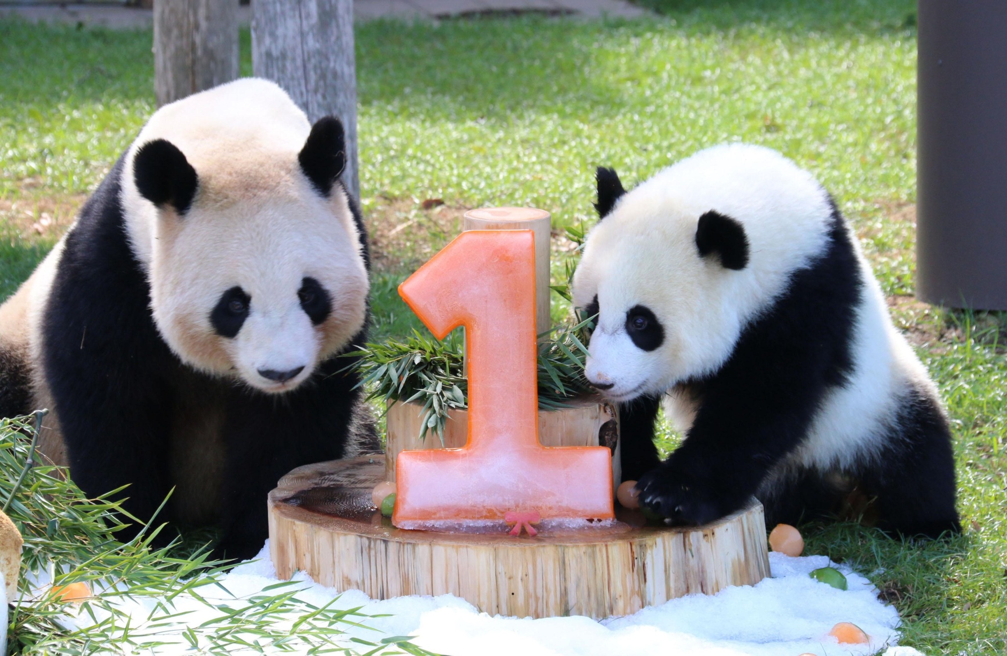 Panda meet panda