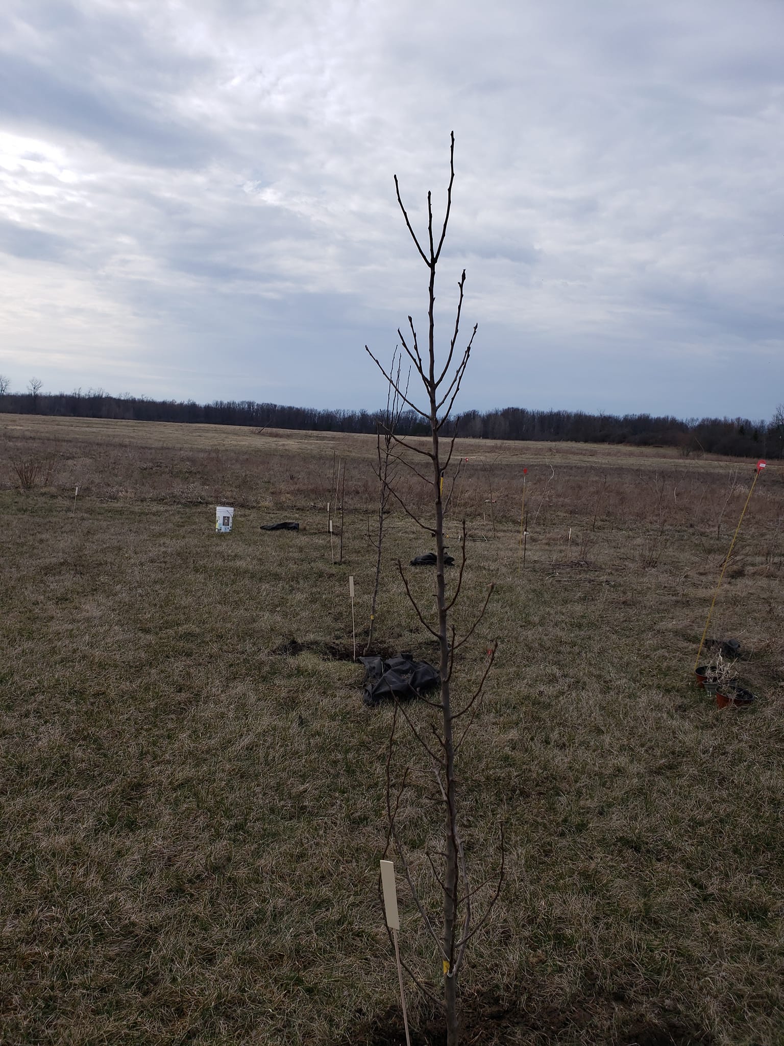 I received my trees from Ferguson... - BlueGypsy Homestead