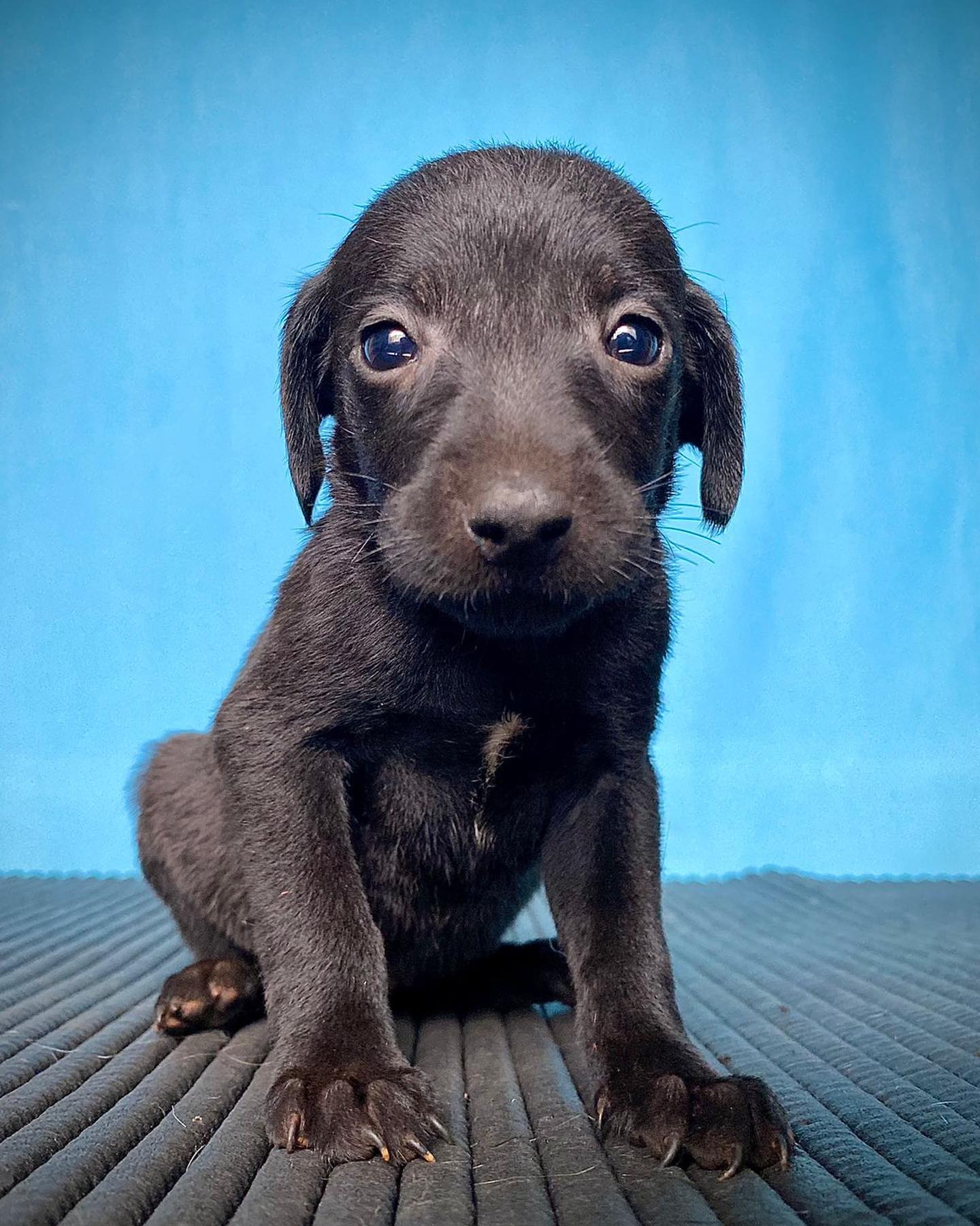 Bicho Carente - Me leva pra casa? Bebês com 30 dias de... | Facebook