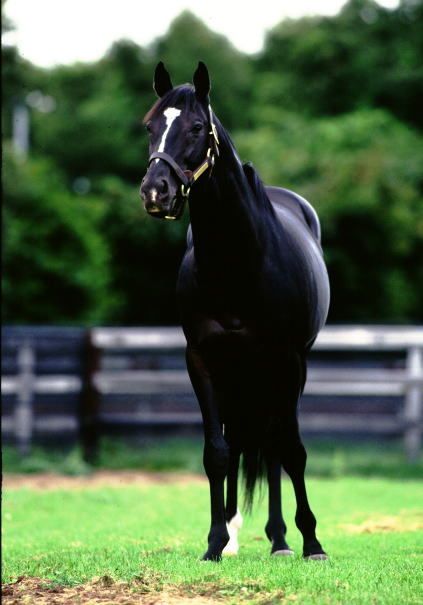 America's loss was Japan's gain. 🇯🇵 SUNDAY SILENCE