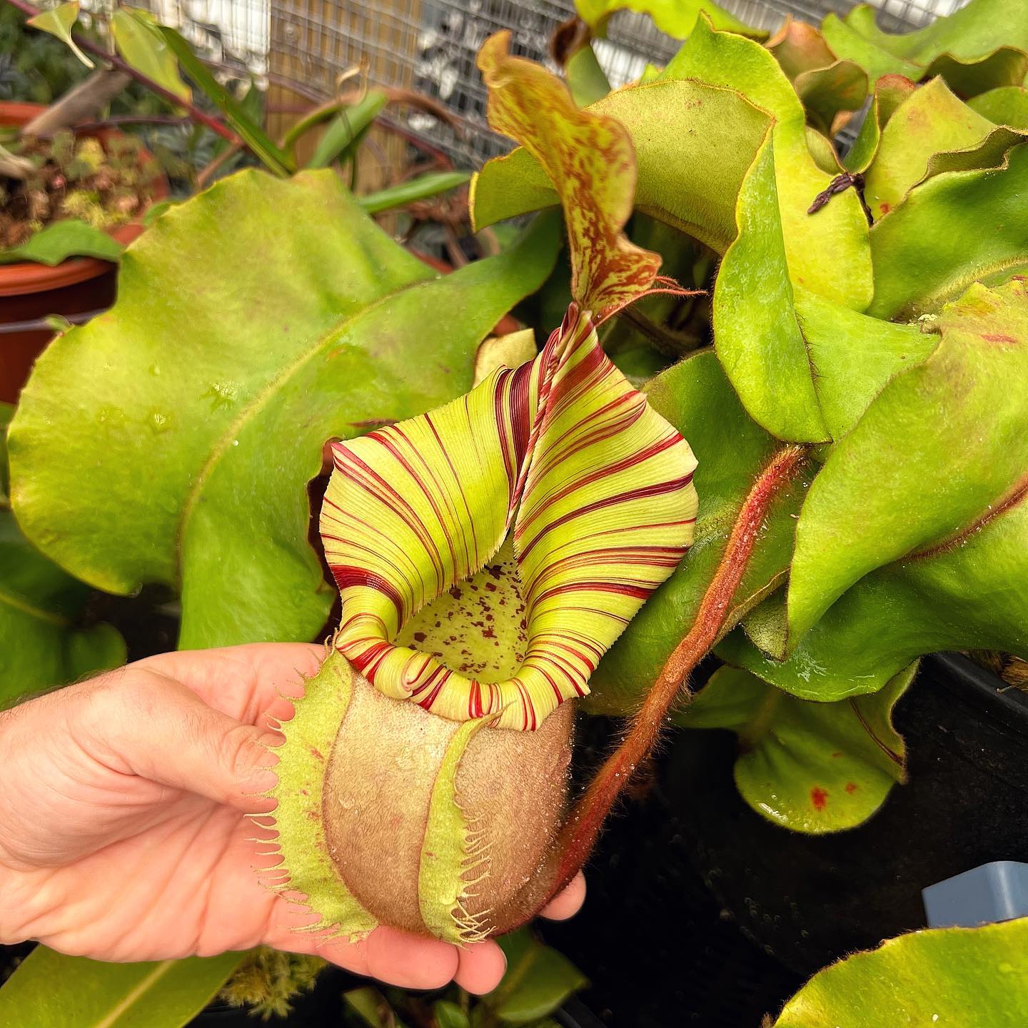 Veitchii nepenthes from the original grex at Redleaf Exotics