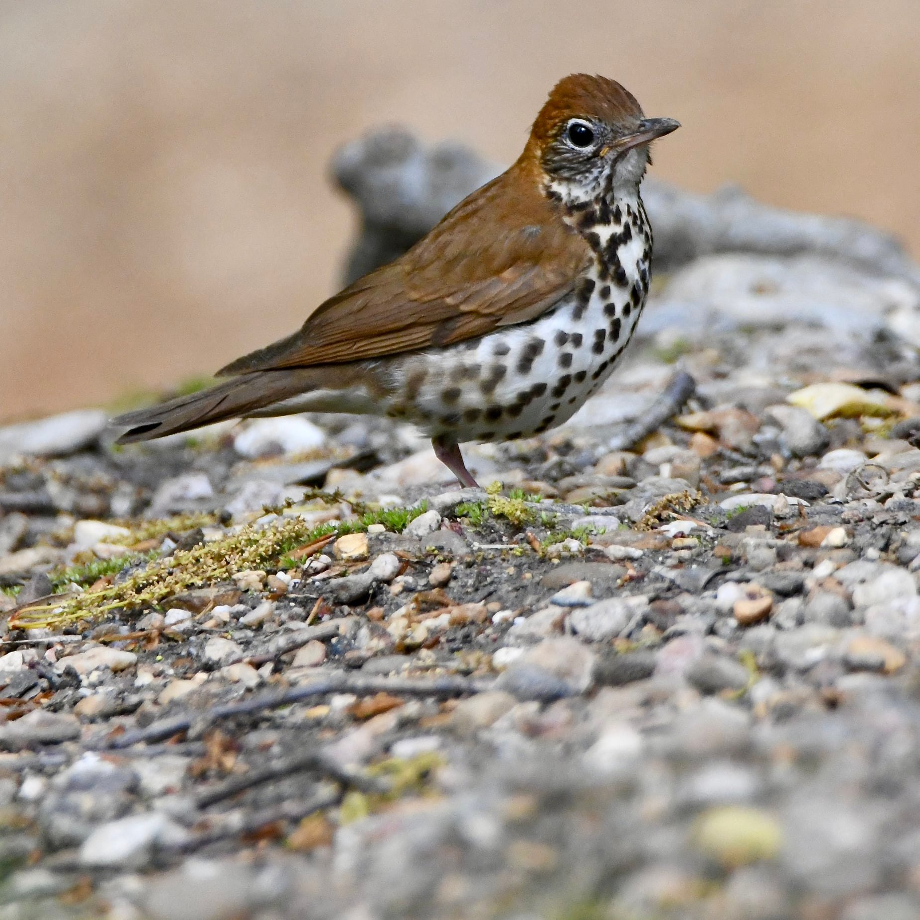 What bird species is this, Washington DC?