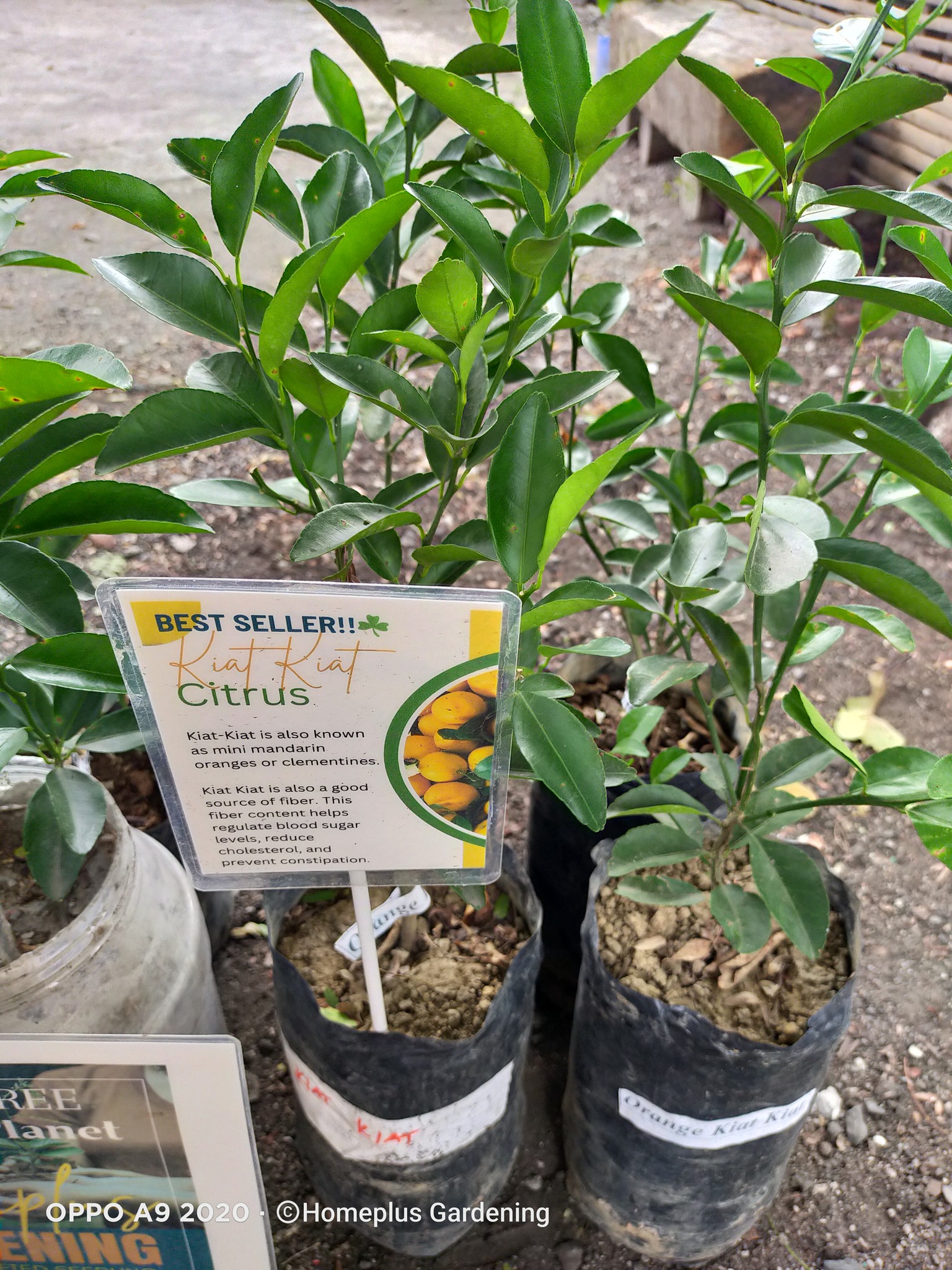 🌿🌴ALL OUT SALE‼️ FRUIT-BEARING TREES DWARF GRAFTED AND SEEDLING 🚚 We ...