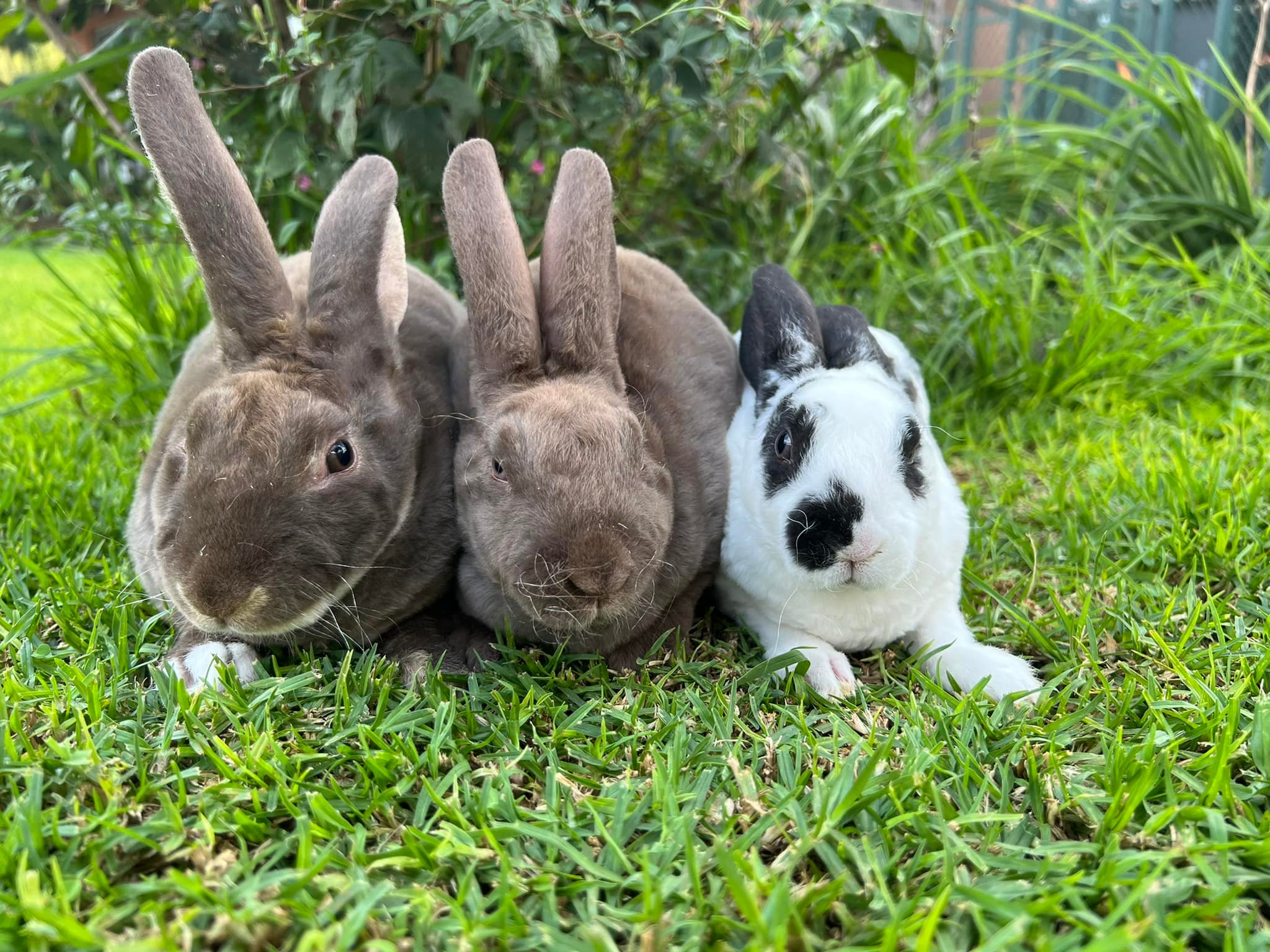 Hops Rabbitry