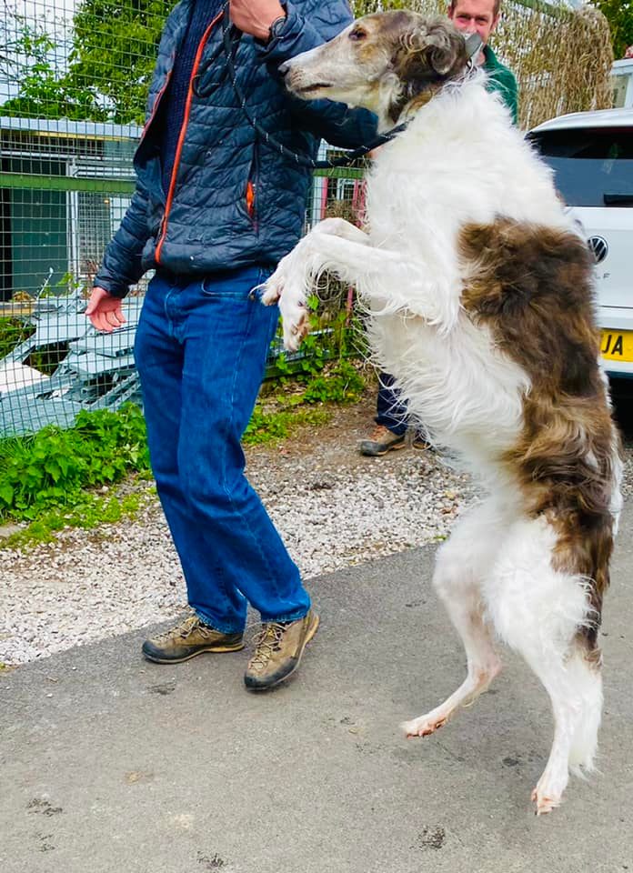 Our Beautiful... - Rob Royd Boarding Kennels & Cattery,