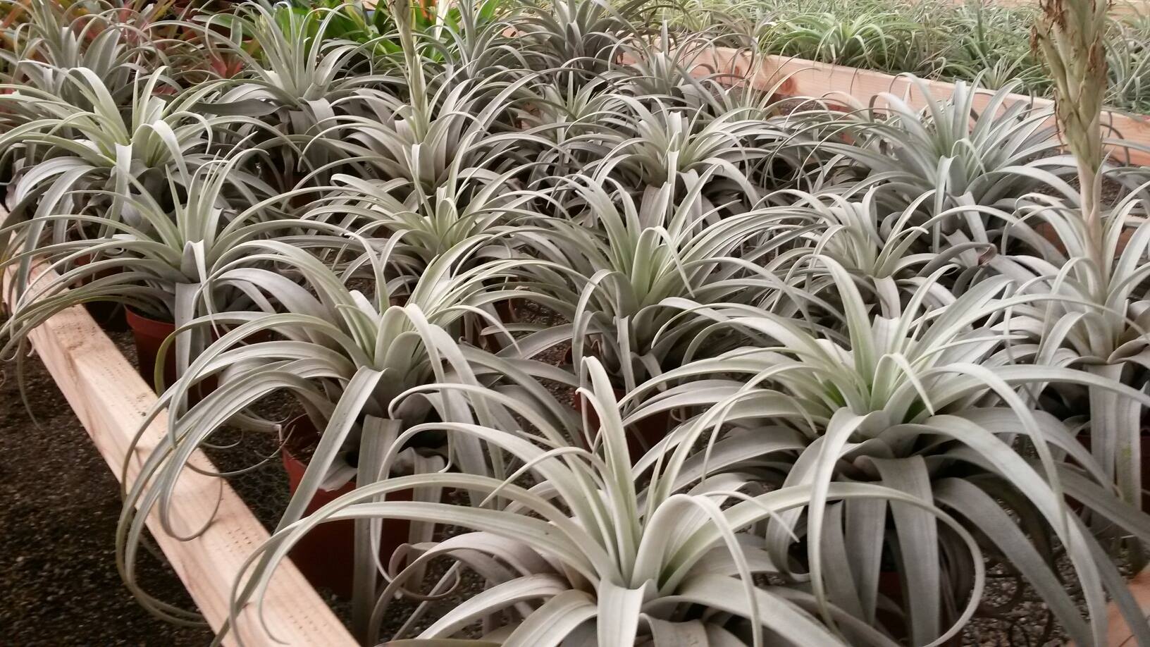 latifolia v. leucophylla A challenging species in my climate.