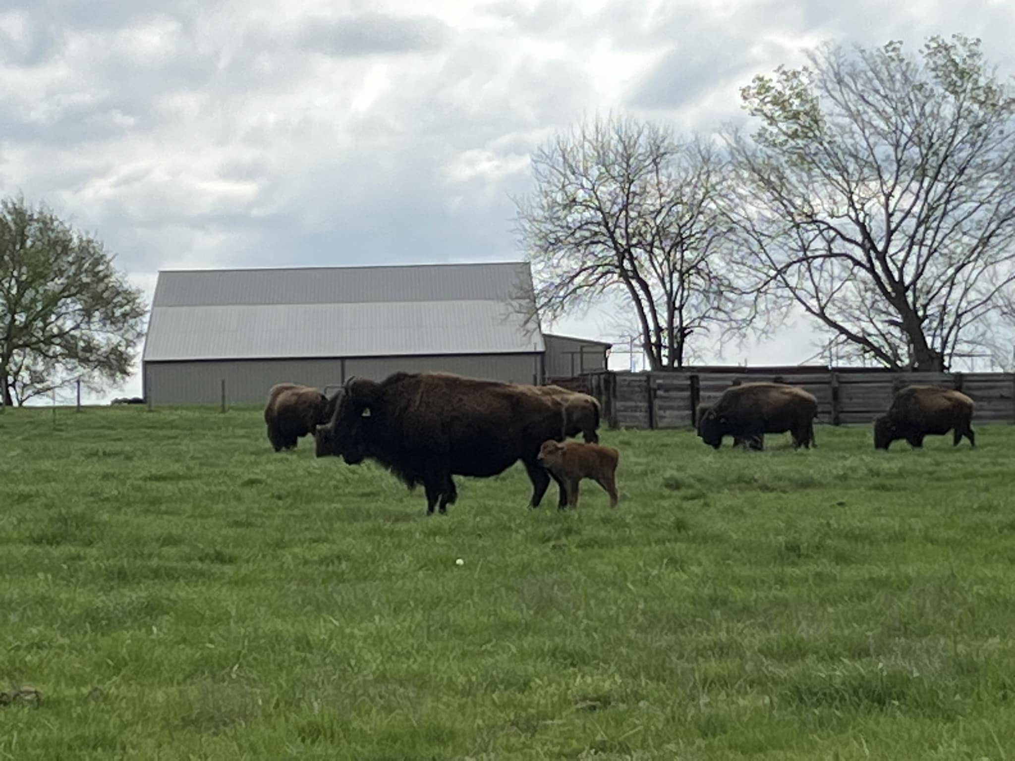 Buffalo Ridge