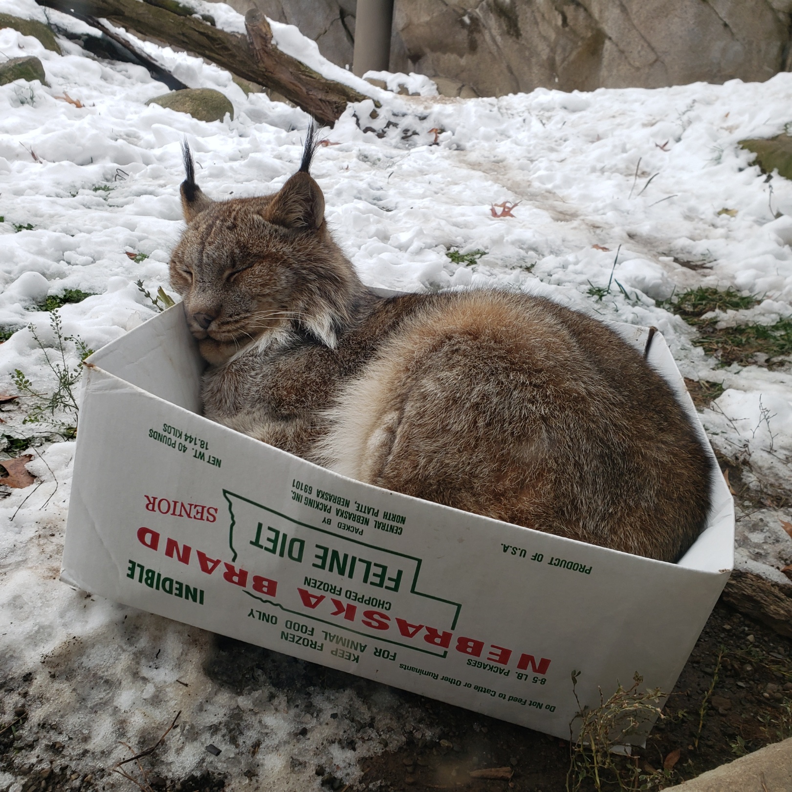 Canadian lynx and their love for boxes