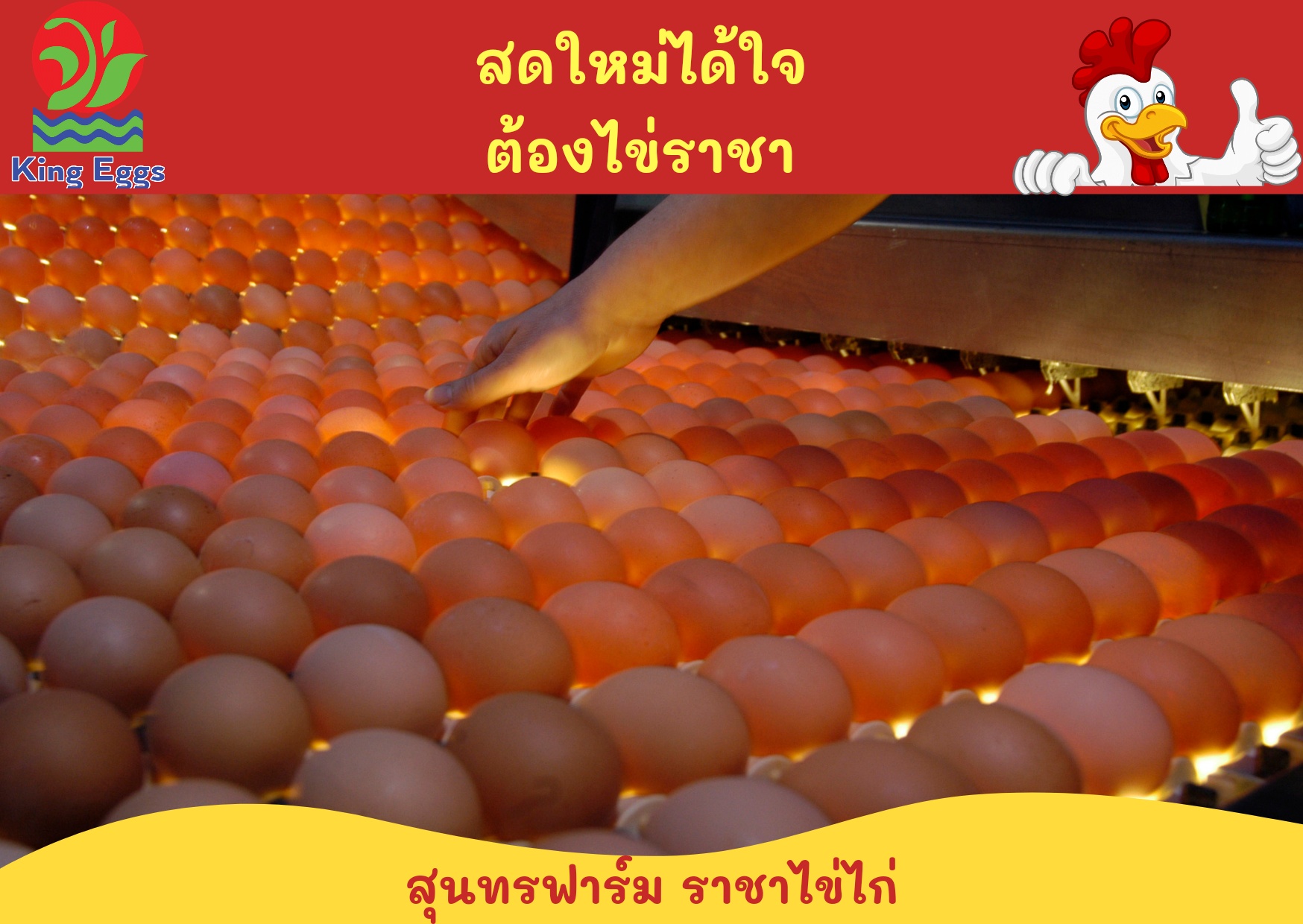 คิงส์ เอ้กส์ - ราชาไข่ไก่ - King Eggs - สดใหม่ได้ใจ ต้องไข่ราชา ️สุนทร ...
