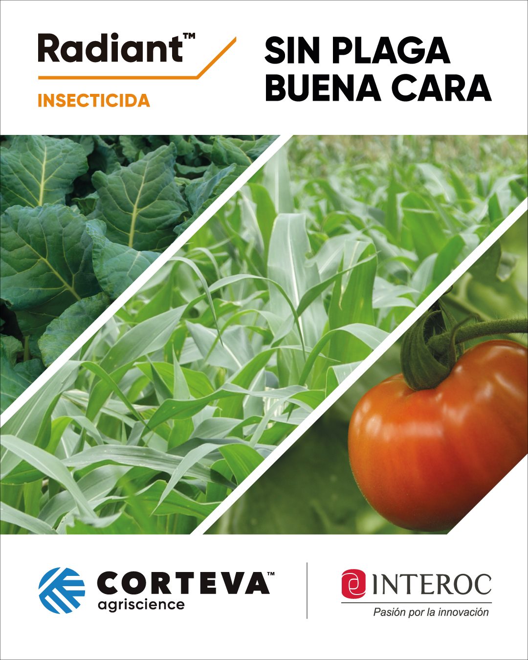 Interoc - #Radiant es un novedoso insecticida para el control de una ...