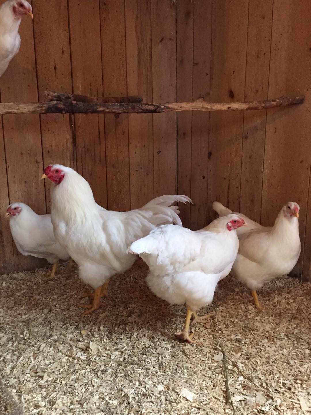 Trio de poules chantecler... - Little Farmers by First Farms