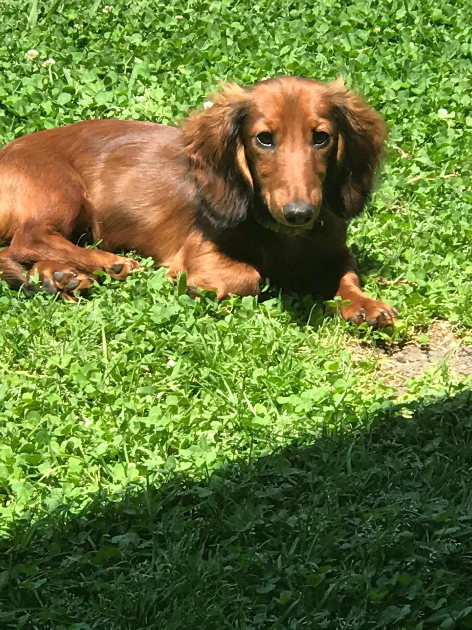 Schreiber's Dachshund Ranch