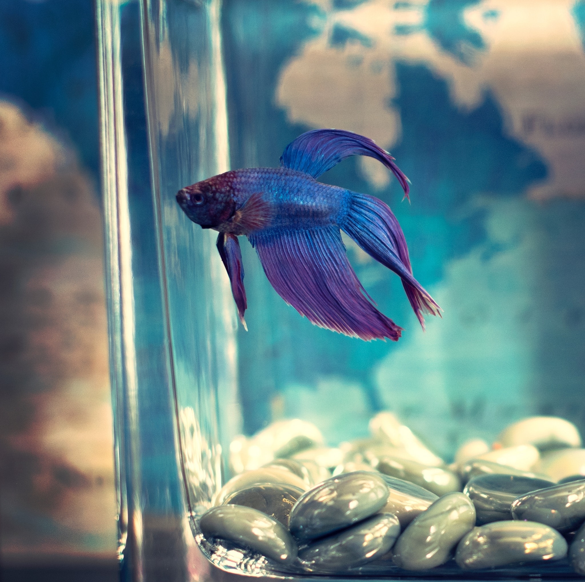 Dying or Tattooing Fish | Barbaric and Inhumane Practice Ornamental ...