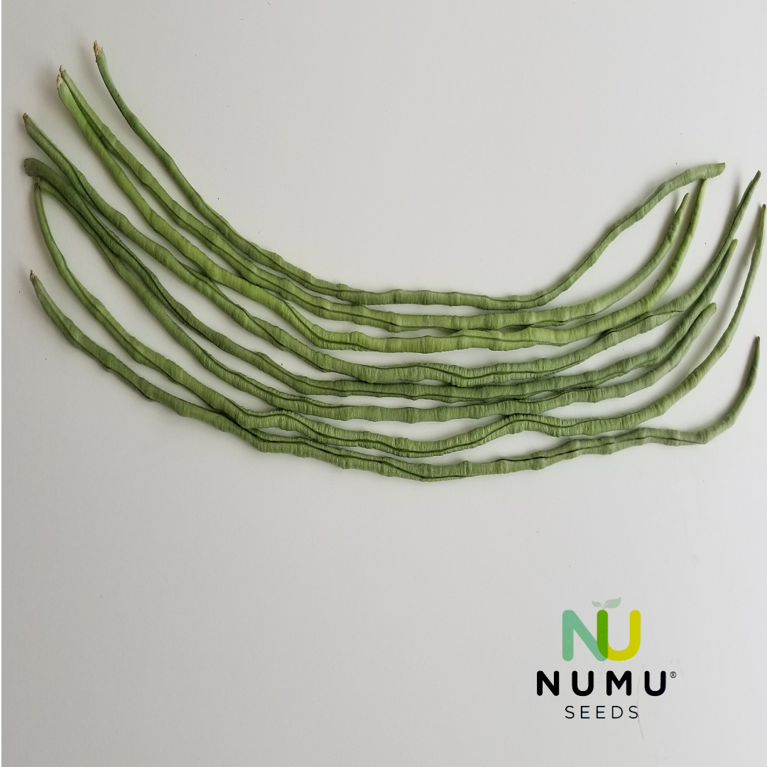 Numu Seeds - Así podría verse tu cosecha de vainica larga...