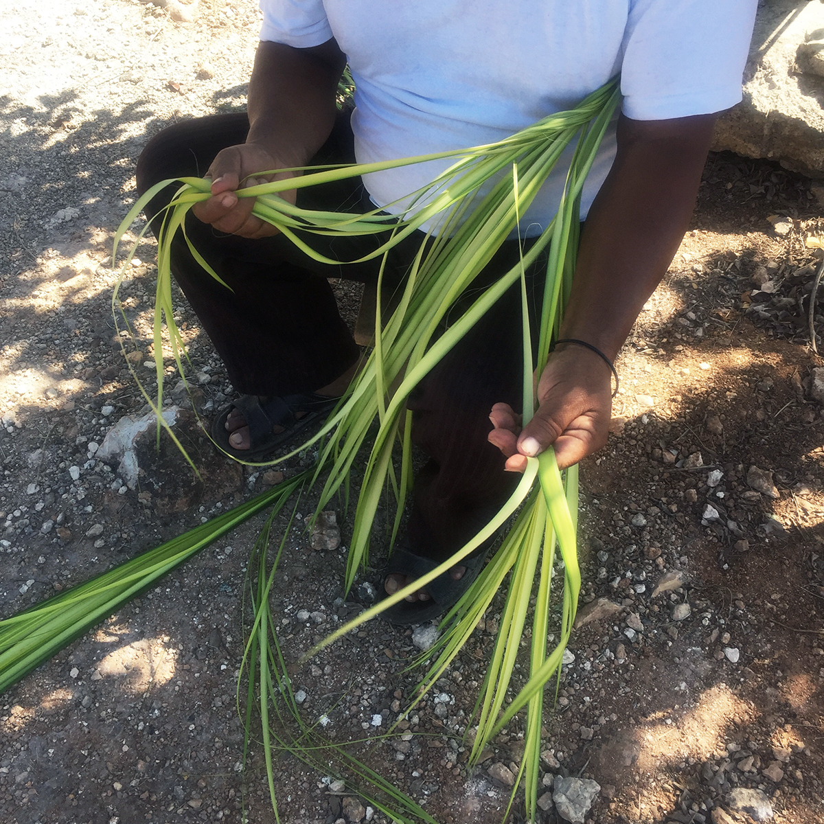 Artisan & Fox - The jipijapa palm is an indigenous plant...