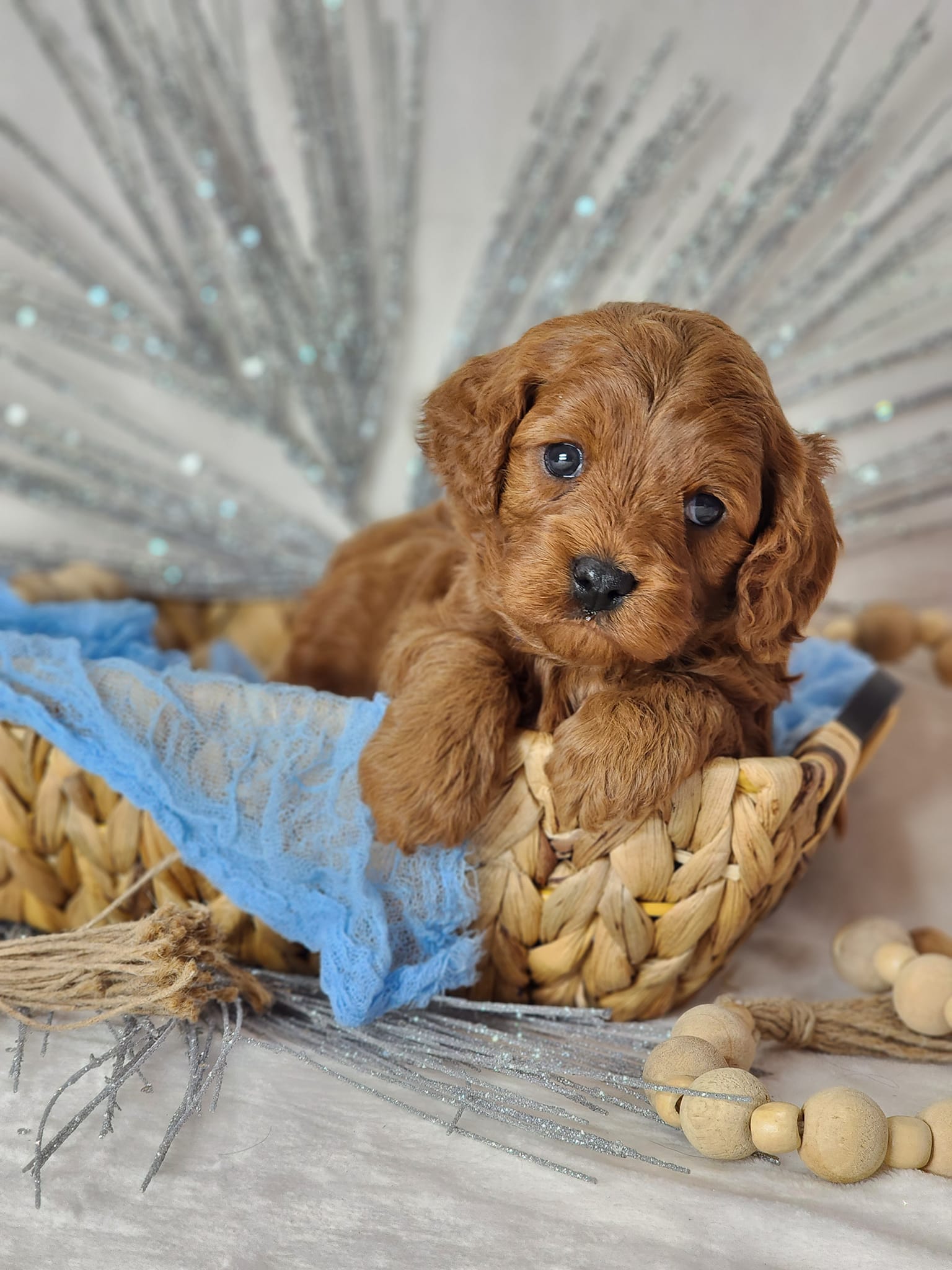 MoCockapoo/chon - MoCockapoo/chon added a new photo.