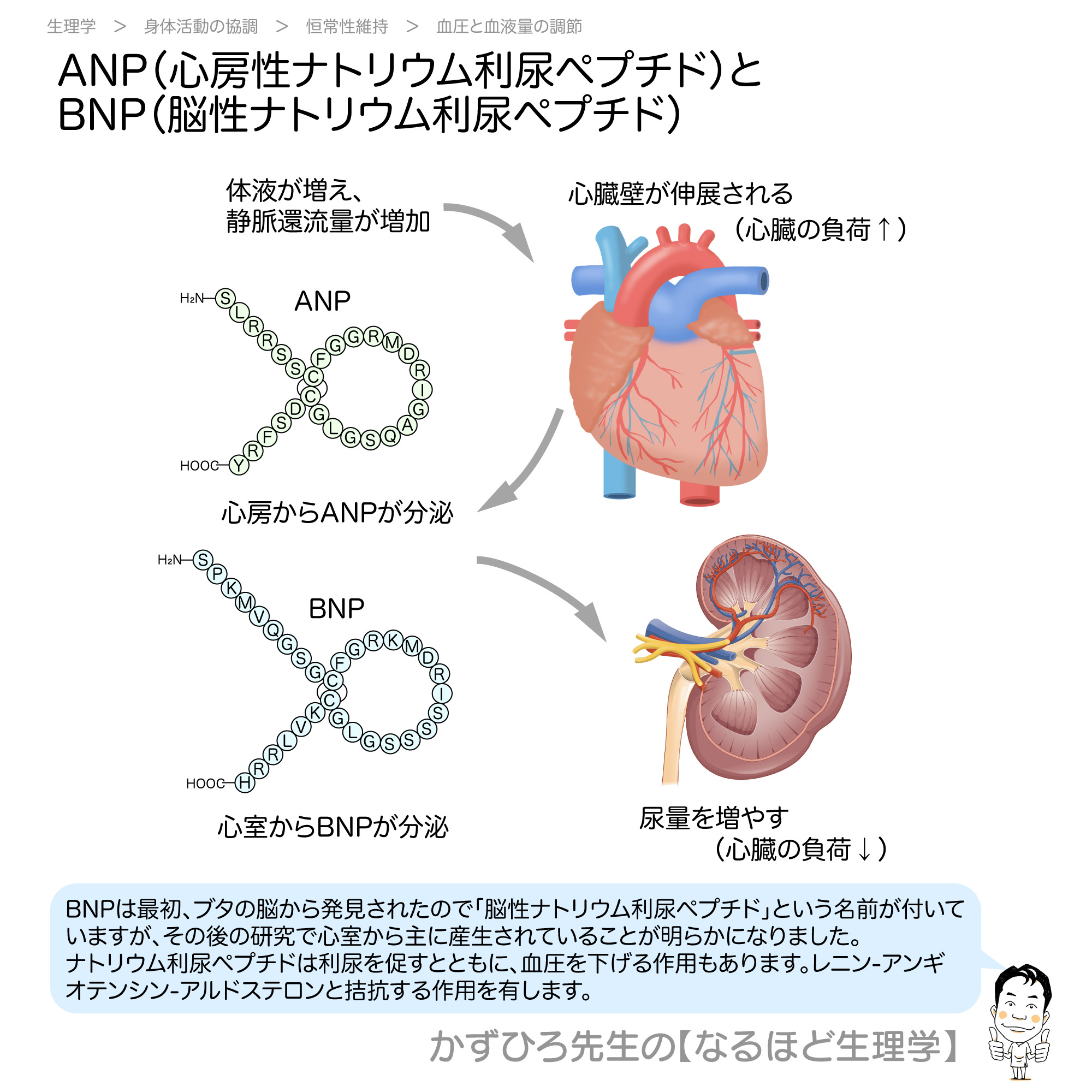 脳性 ナトリウム 利尿 ペプチド