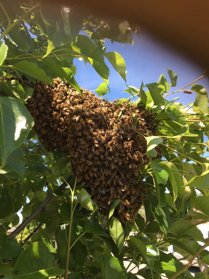 Heather Bees Honey