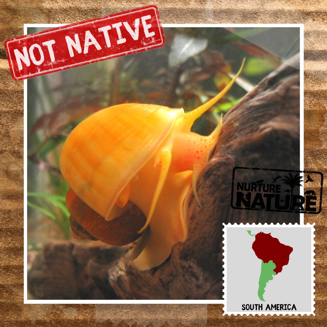 Nurture Nature Campaign - The Spread of the Spike-topped Apple Snail 🐌🌎 ...