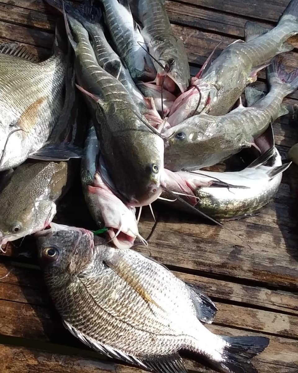 Ikan Kedukang Kita