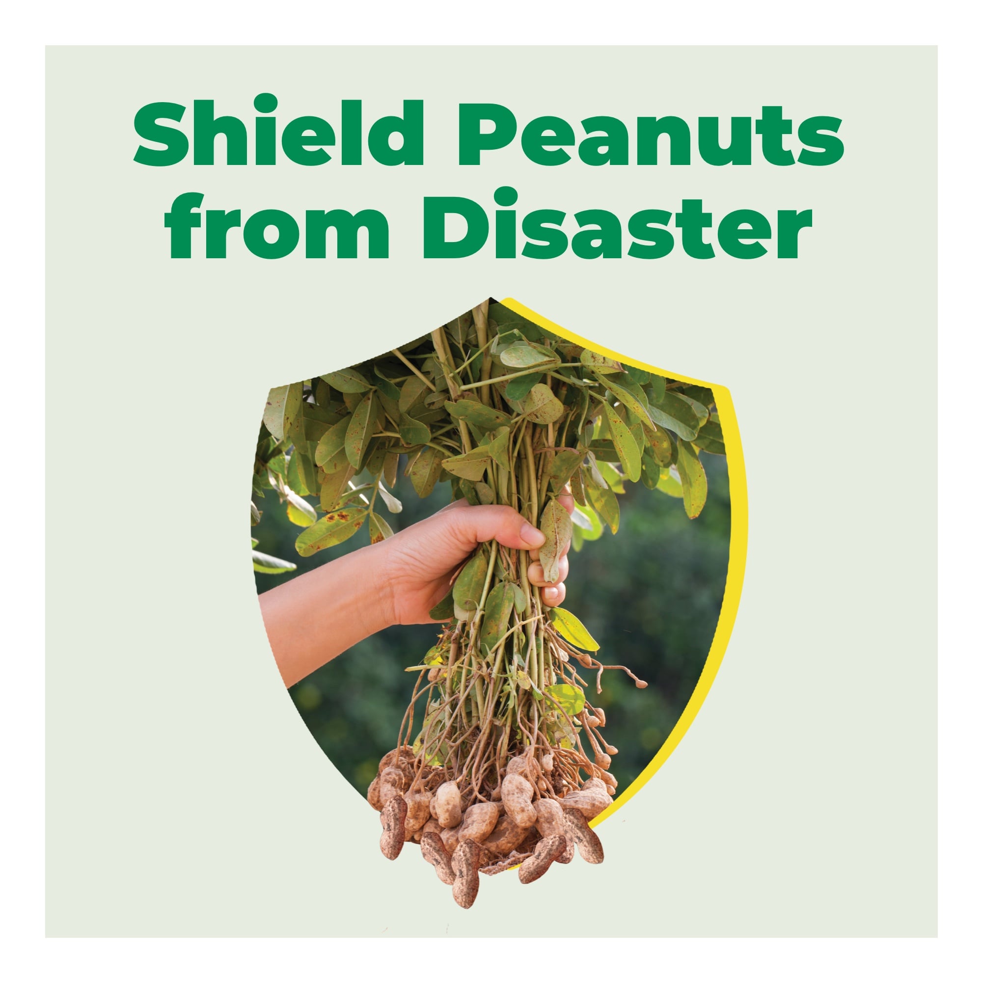 AgLogic - Peanuts plants infested with aphids,... | Facebook