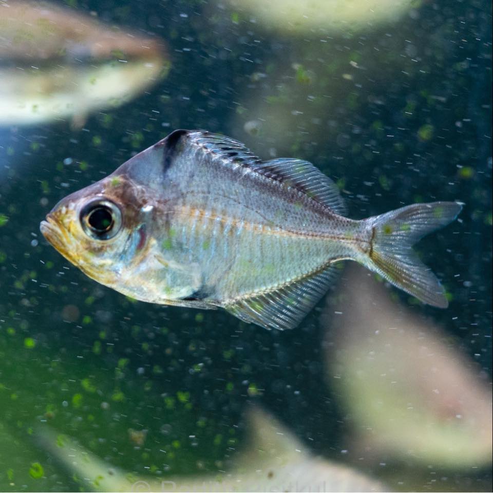 ดูปล... - ดูปลา ปลาน้ำจืด ปลาสวยงาม ปลาแปลก FreshwaterAquarium