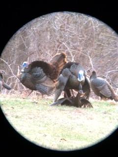 Turkey porn. provided by Tom... - Grandpa Ray Outdoors | Facebook