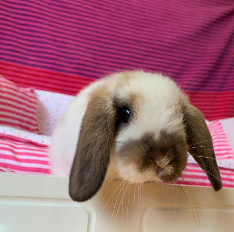 Red Rock Rabbitry