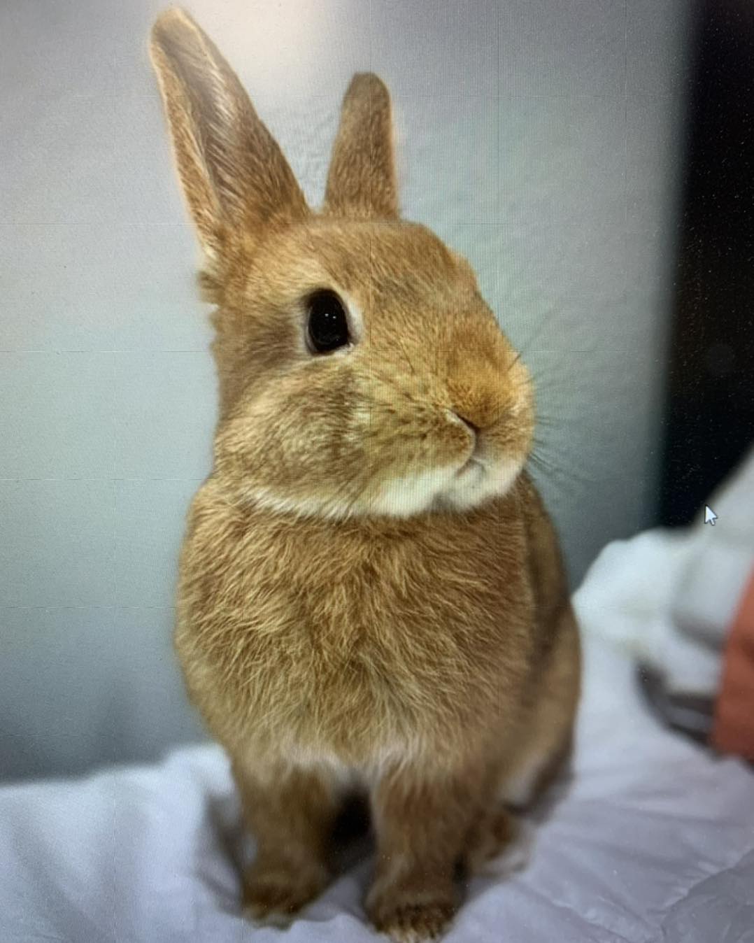 Meet Chicken Nugget. Lovely... - Bunny Bunch Rabbit Rescue | Facebook