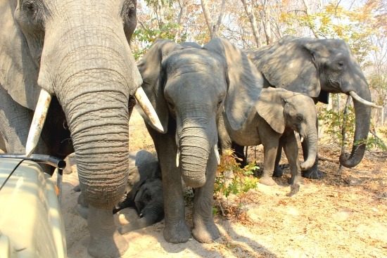 🐘😰🐘 ZIMBABWE CULLING OF ELEPHANTS - by Sharon Pincott WHAT CAN YOU DO ...