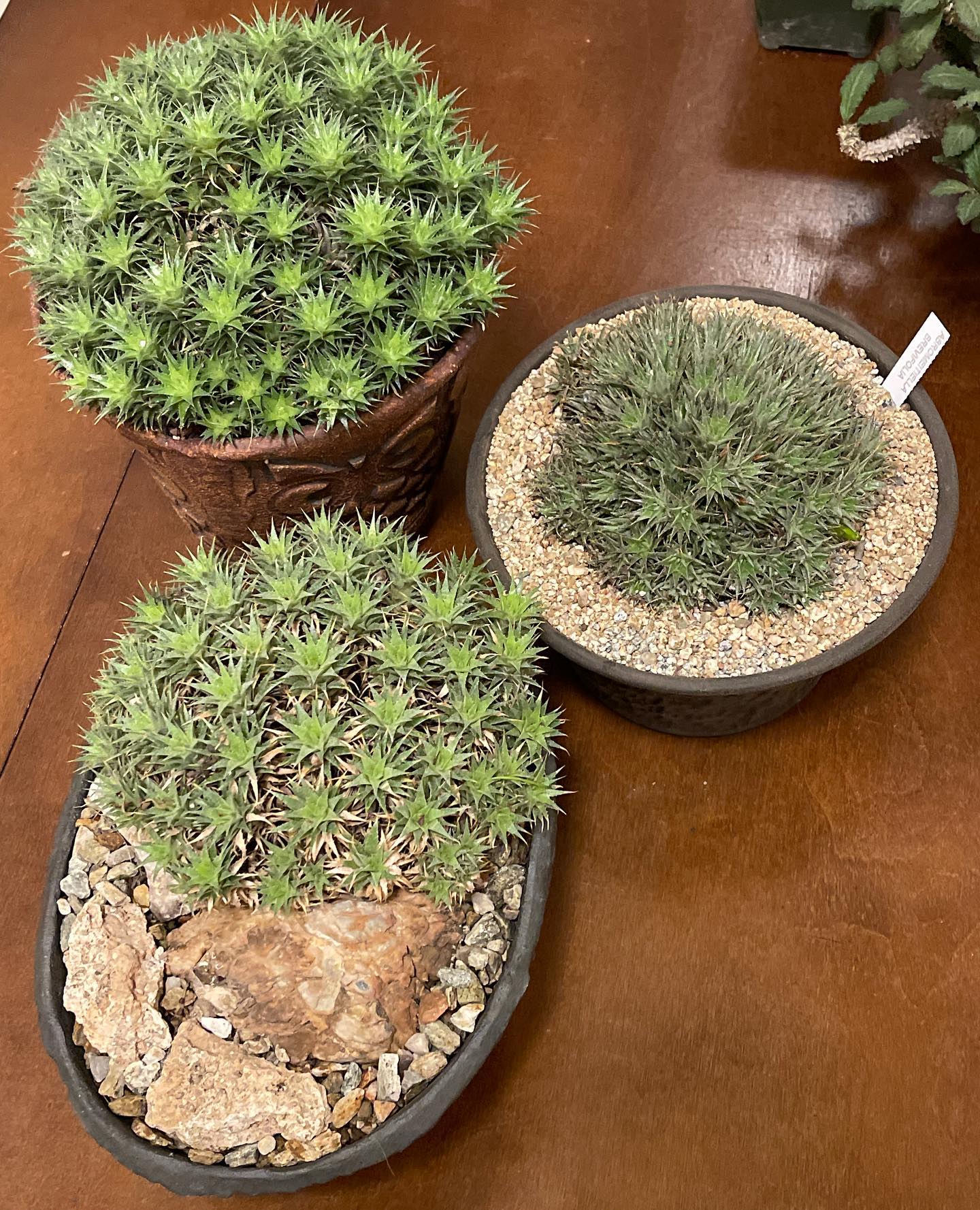 Deuterocohnia longipetala plant from Argentina