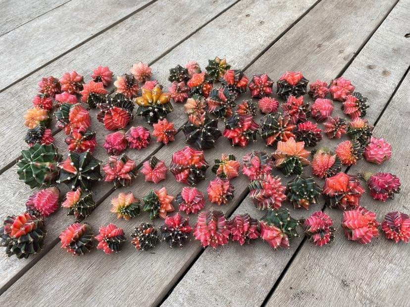 S.ỉ ôm hết lô hộp kín dùm em nhen🥰... - Sen Đá Đà Lạt Sỉ &Lẻ