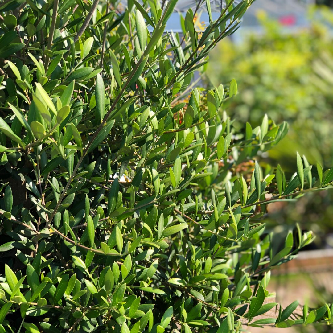 Olea Europaea ook wel de... - GroenRijk Rijswijk ('t Haantje)