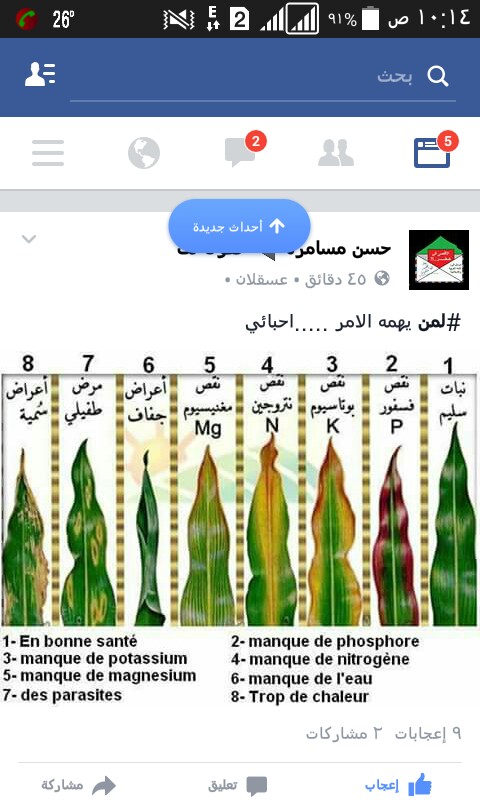 سنابل للإرشاد الزراعى - 🥒 #لفحة_الساق_الصمغيه_في_الخيار🥒 Gummy stem ...
