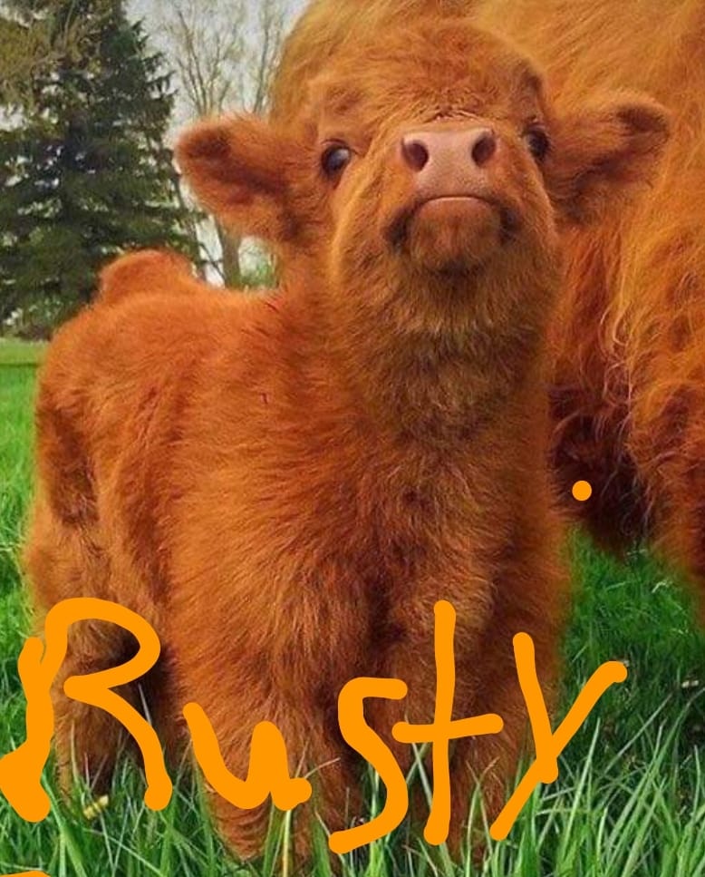 The Rusty Cow Cafe | Circle Pines MN