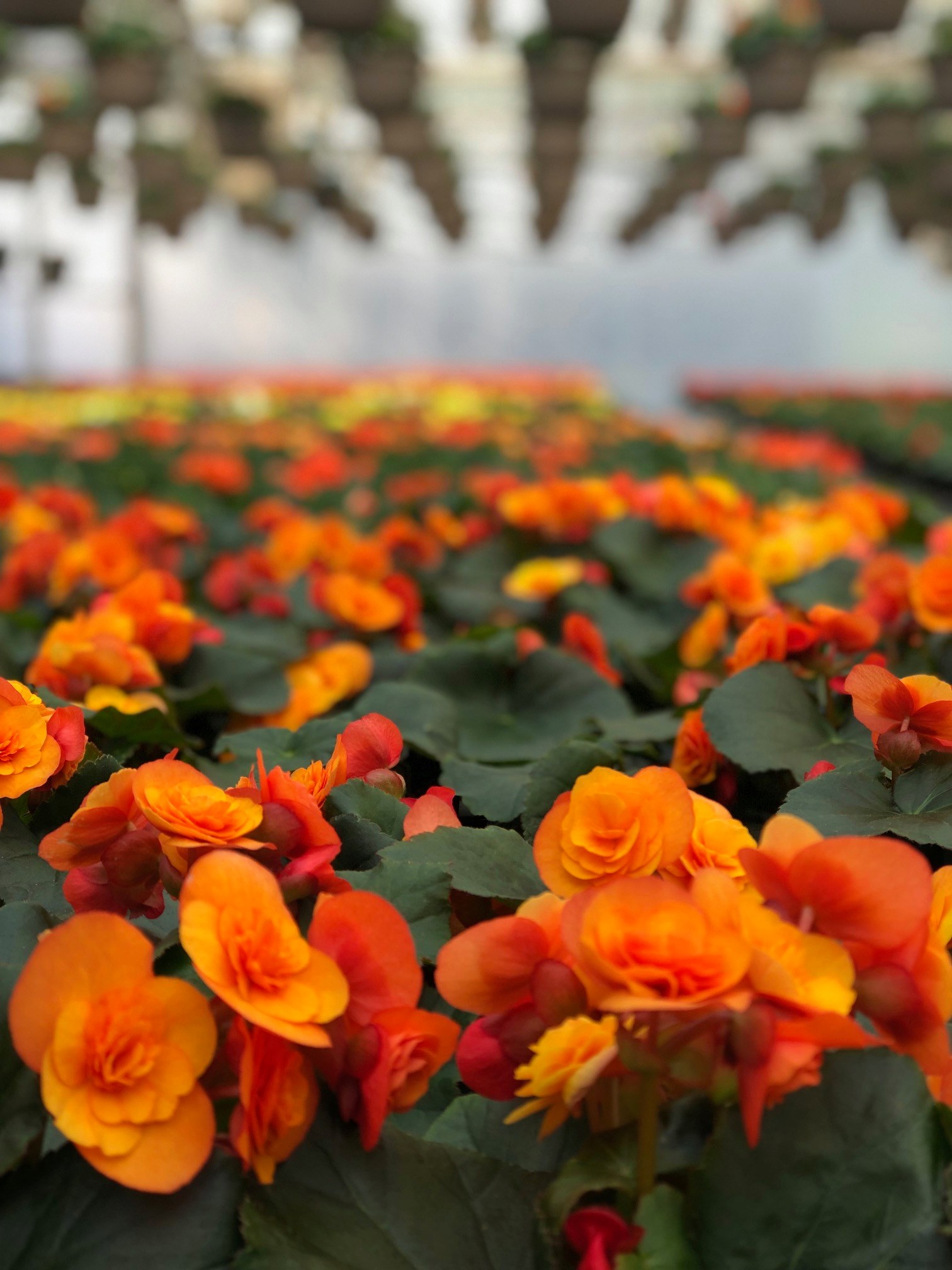 Klems Greenhouse | Redmond WA