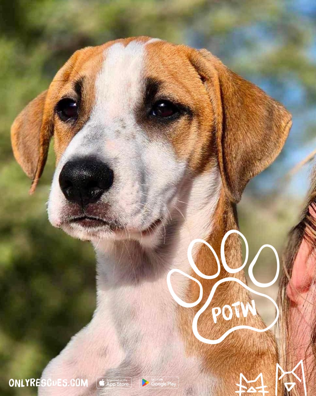 Only Rescues UK - 🐾 ADOPT COLIN 🐾 Meet Colin, born on the...