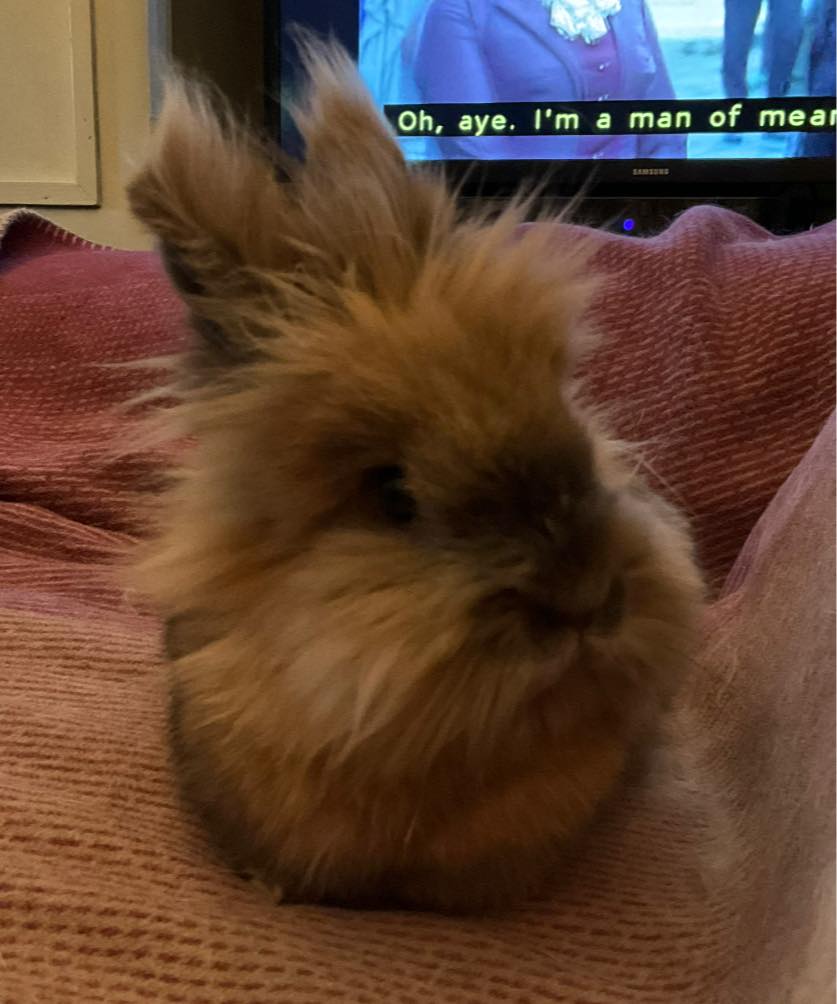 The Rabbit - Sadly today Doris went back home alone. I tried so hard to ...