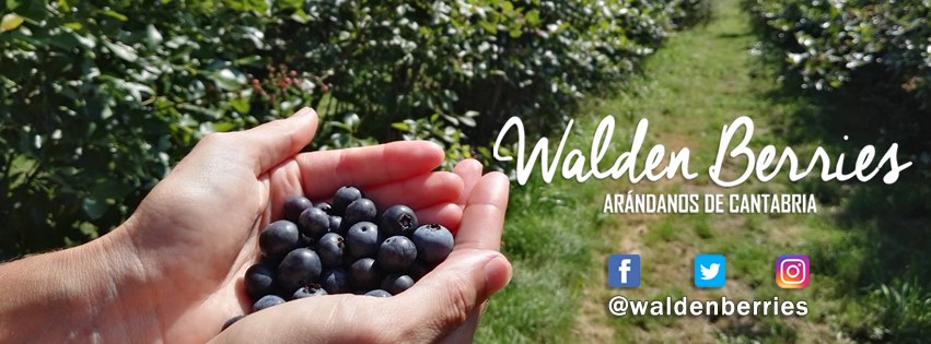 El Valle de Machucón - Si te han gustado nuestros #arándanos ...