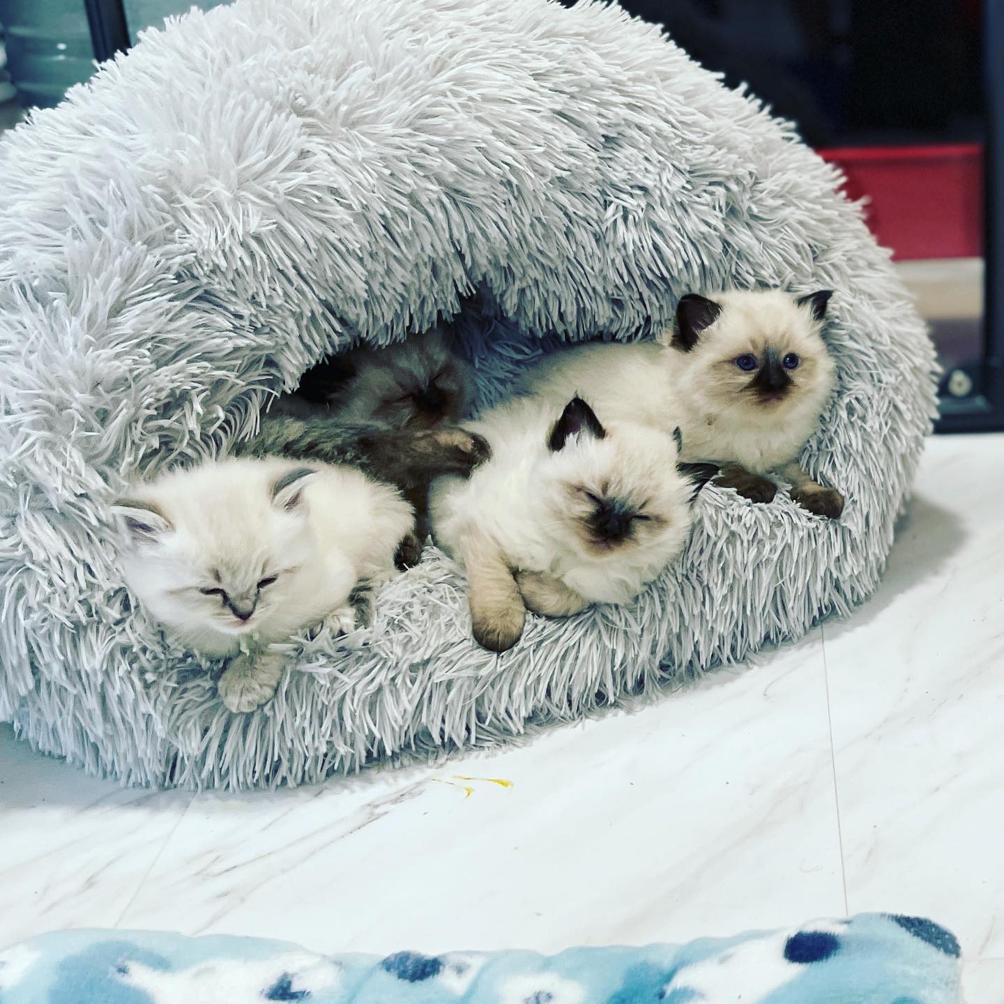 It’s a cat pile! 🥰... - Masterpiece Ragdolls | Facebook