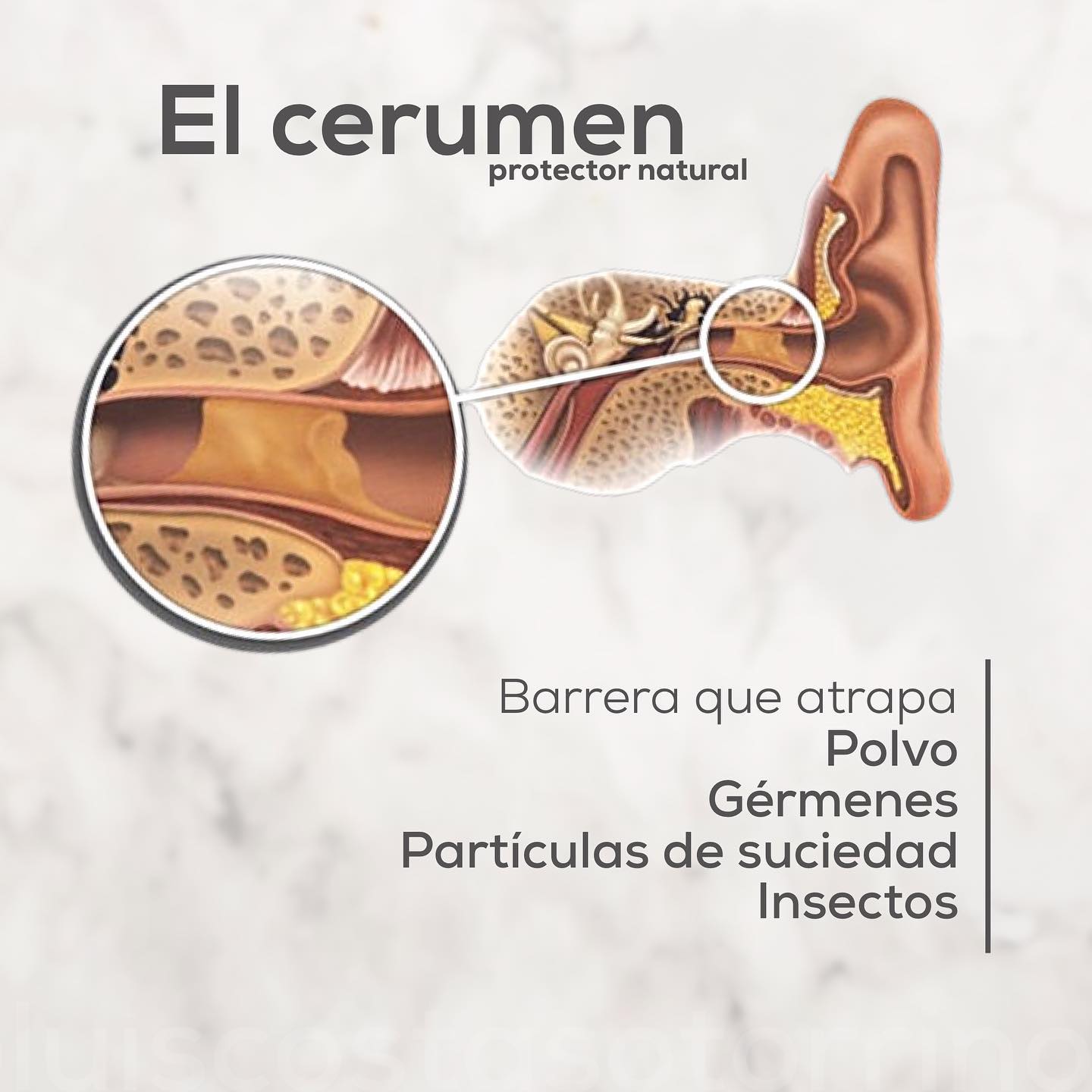 El #Cerumen es una... - Centro Otorrino Dr. Luis Costas | Facebook